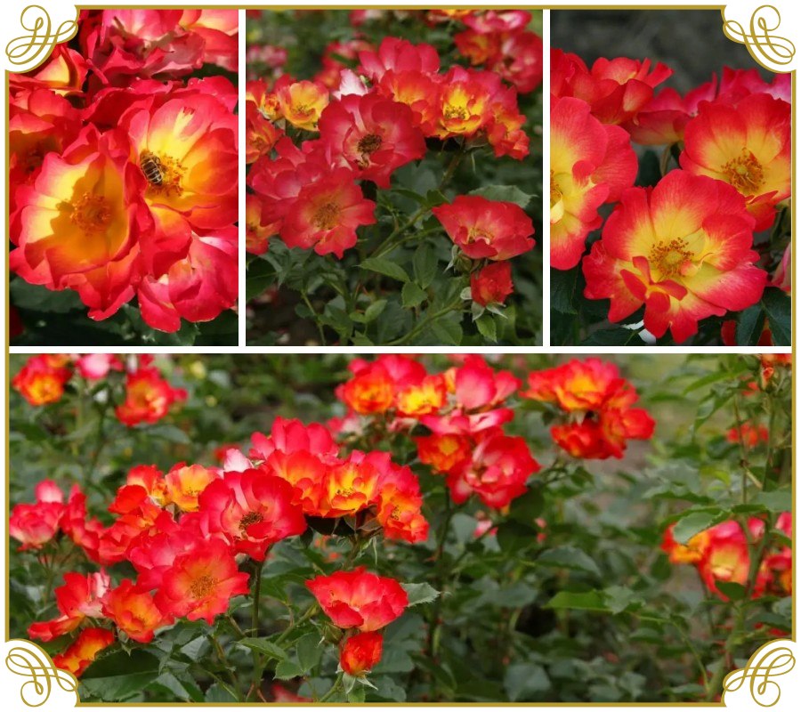 Summer Of Love róże rabatowe